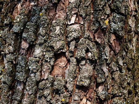 A close-up image of tree bark with lichen growing on it, showing the intricate textures and colors of nature. Pear tree bark as a background. Textured wood bark.の写真素材