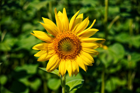 A bright yellow sunflower standing tall in a verdant green field, a symbol of summer's vibrant beauty. Large sunflower flower, close-up shot. Yellow flower.の写真素材