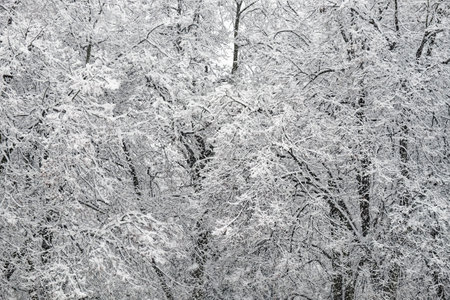 Trees covered with a large layer of snow. Snow-covered branches, snowfall. Winter landscape.の写真素材