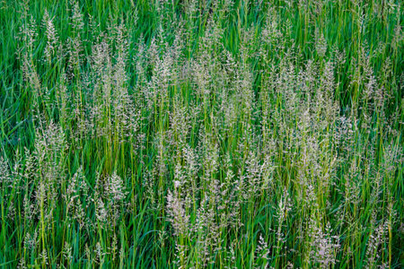 A dense expansion of grass in varying shades of green.の写真素材