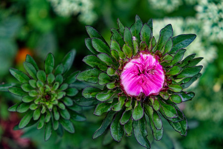 A vibrant pink flower blooms amidst green leaves, with another unopened bud nearby, set against a blurred background of varied greenery.の写真素材