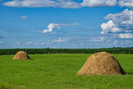 A clear sky with fluffy clouds above a green field, two haystacks in the foreground, and a dense cornfield in the background.の写真素材