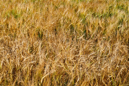 A field of golden barley sways, showing the ripe grains ready for harvest.の写真素材