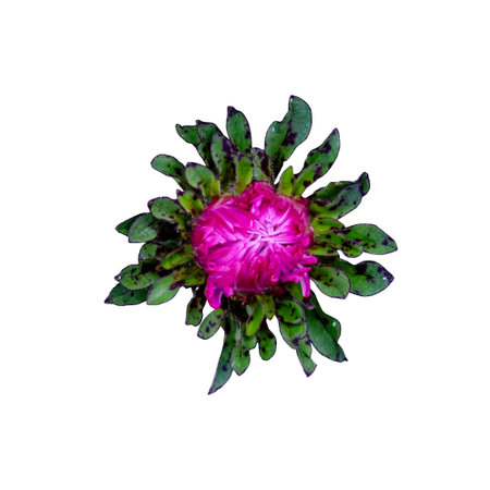 A close-up of a pink bloom with intricate petals, encircled by a layer of green leaves.の写真素材