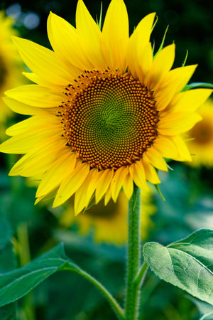 The image shows a vibrant sunflower with lush greenery in the backdrop.の写真素材
