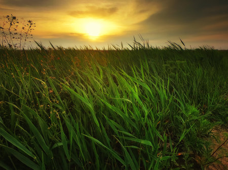 The image shows a green grassy field at sunset, with the sun casting a warm glow.の写真素材