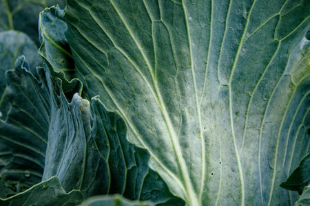 The image shows a close-up of green cabbage leaves with visible veins and textures.