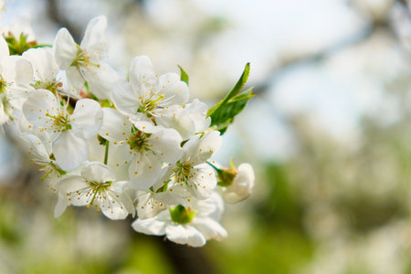 A close-up view of cherry blossoms blooming against the sky's backdrop.の写真素材