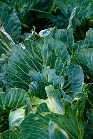 A field of cabbages with large, healthy, and textured green leaves.の写真素材