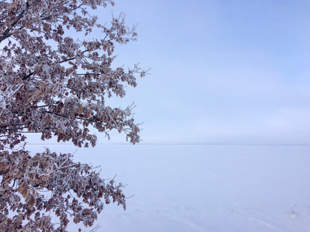 The image captures a serene winter scene with a frost-covered tree against a snowy landscape and a pale sky.の写真素材
