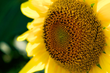Detailed view of a sunflower, highlighting the texture and pattern of its center.の写真素材