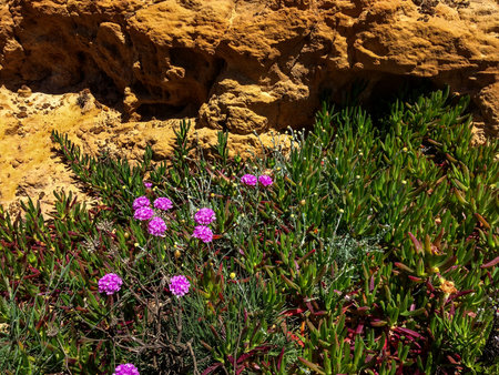 The image shows a rocky surface with vibrant green plants and pink flowers growing.の写真素材