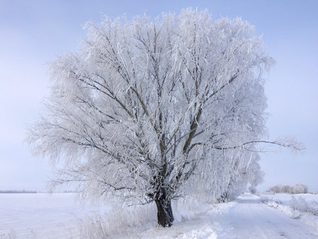 The image captures a serene winter scene with a frost-covered tree beside a snowy path under a cloudy sky.の写真素材