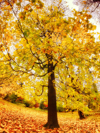 A lone tree adorned with golden leaves stands against the backdrop of a leaf-strewn ground.の写真素材