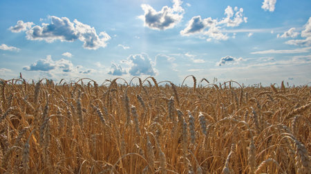 Sunlit wheat field with a backdrop of clouds.の写真素材