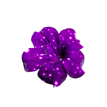 A purple flower with white petals and a white center. The flower is surrounded by stars, giving it a dreamy and ethereal appearance.の写真素材