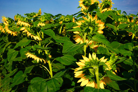 A cluster of sunflowers, their yellow petals contrasting the blue sky.の写真素材