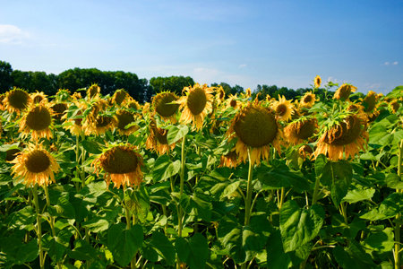Sunflowers with bright petals and green stems under the open sky.の写真素材