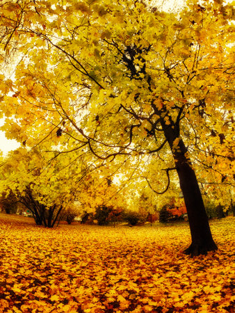 Autumn scene featuring a vibrant yellow-leaved tree and a ground blanketed with fallen leaves.の写真素材