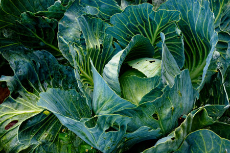 The photo captures the detailed textures of a green cabbage's leaves.の写真素材
