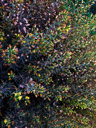 An overhead view of a mix of plants, showing a contrast of dark green leaves and bright flowers.の写真素材