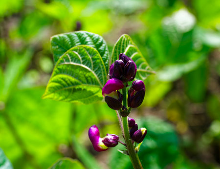 Purple flower buds are ready to bloom, surrounded by vibrant green leaves in a natural setting.の写真素材