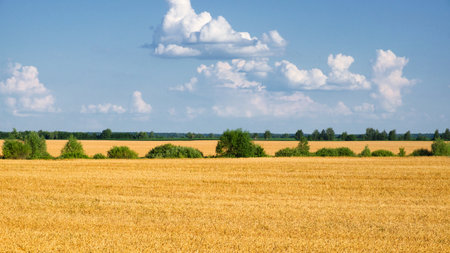 Clear skies and fluffy clouds over an endless sea of golden grains.の写真素材