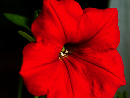 A vibrant red petal flower, with detailed veins and a central stigma.の写真素材