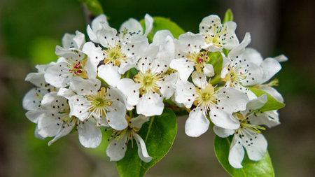Close-up view of blooming white flowers with a speckled pattern in the center.の写真素材