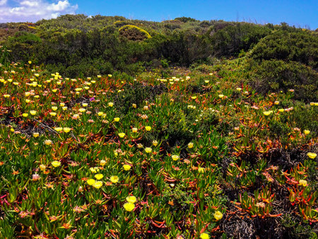 The image captures a lush field teeming with vibrant green plants and bright yellow flowers.の写真素材