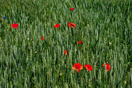 Green wheat ears and red poppies under the sunlight.の写真素材