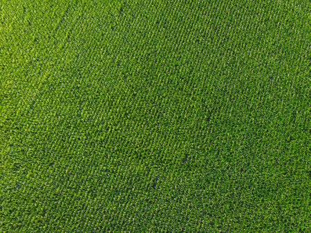 Extensive corn fields, top view. Green farm fields, landscape.の写真素材