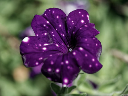 Purple petunia with white spots, green leaves in the background.の写真素材