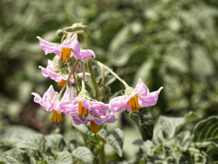 Purple flowers with yellow stamens are in focus, contrasting the blurred green background.の写真素材