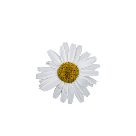 A close-up of a daisy flower, showing its white petals and bright yellow center.の写真素材