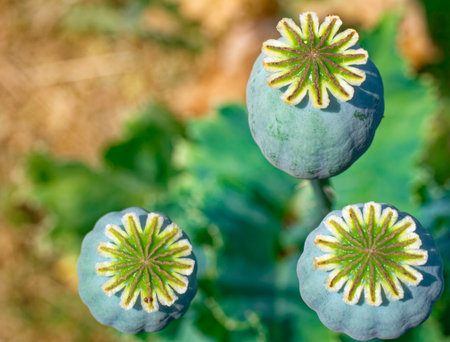Three green poppy seed pods stand against a blurred background, their tops open revealing the seeds inside.の写真素材