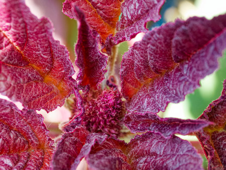A cluster of dark red leaves, showing detailed textures.の写真素材