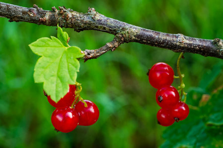 A branch with red berries and green leaves against a blurred green background.の写真素材