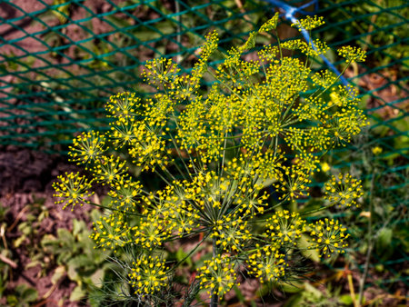 A plant with small, bright yellow flowers on long green stems.の写真素材
