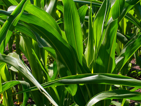 Agricultural Growth: Sunlit cornfield detail, highlighting the lush green leaves intertwining, embodying growth and agriculture.の写真素材