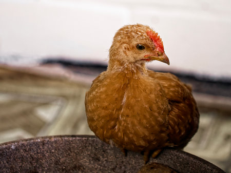 The image captures an orange-feathered chicken with a bright red comb, standing alert on a textured surface, against an unfocused backdrop.の写真素材