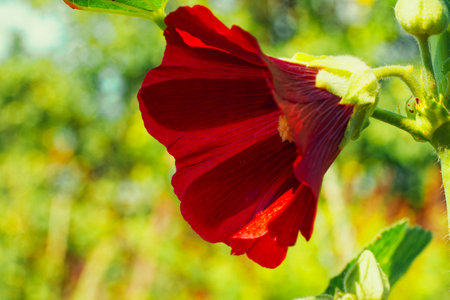 A close-up of a vibrant red flower with visible veins, surrounded by greenery under bright sunlight.の写真素材
