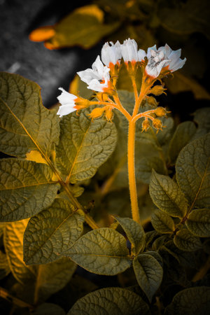 Close-up of a potato plant with white flowers and green leaves, set against a dark background, exuding a serene and natural mood.の写真素材