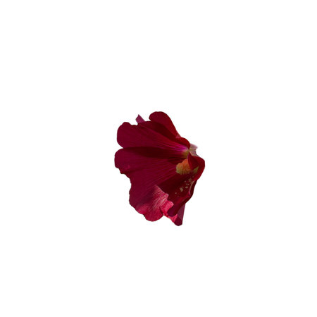 A close-up of a red flower, highlighting its detailed texture.の写真素材