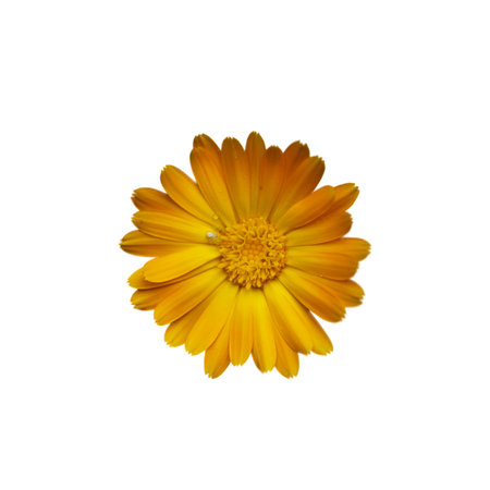 A vibrant yellow flower with delicate petals radiating from a dense, textured center, isolated on a white background.の写真素材