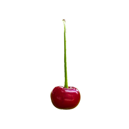 The image shows a single, ripe cherry with a long green stem isolated against a white background.の写真素材