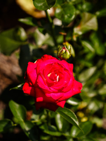 Pink rose flower, close-up shot. A flower from a home flower bed.の写真素材