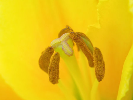 Detailed view of a lily flower showcasing its light yellow petals, brown stamens with pollen grains visible; set against a blurred natural backdrop.の写真素材