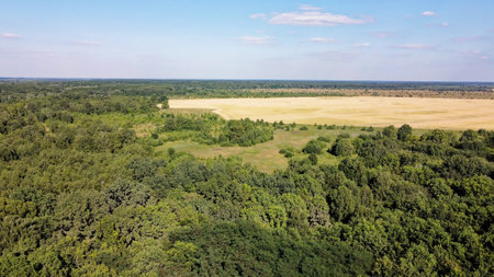 Dense green forest under blue sky, sunny summer weather. Scenery.の写真素材