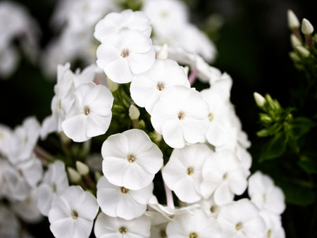 A cluster of pristine white flowers with delicate petals and prominent centers, surrounded by dark green foliage.の写真素材
